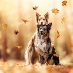 Collection image for: Pet's toy and care